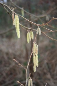 Hazel Catkins