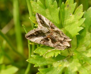 Silver Moth