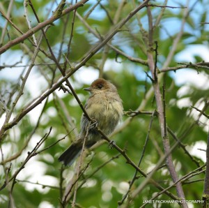 Female Blackcap