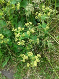 Euphorbia