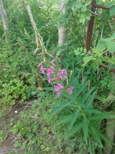 Rosebay Willowherb 