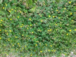 Black medick