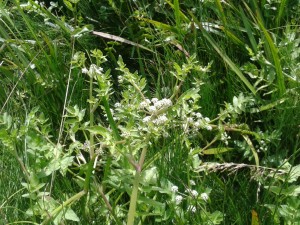 Fool's water cress