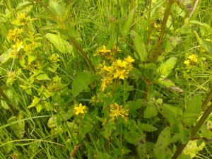 Perforate St John's wort in Upper Sowerholme