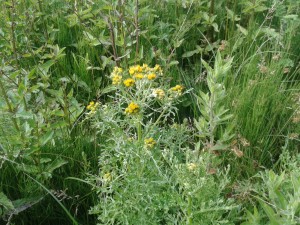 Common ragwort 