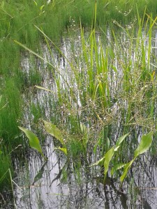 Water plantain