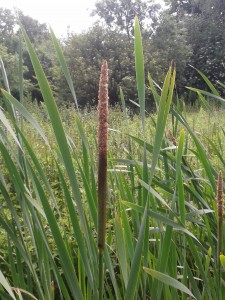 Bulrush