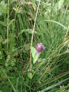 Self heal 