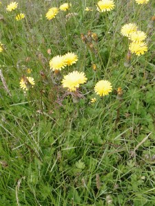 Smooth hawkbit