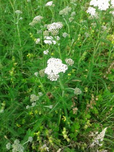 Yarrow