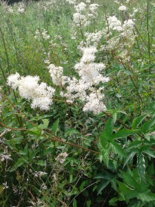 Meadowsweet