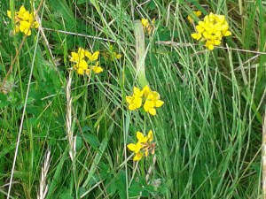 Birds foot trefoil 