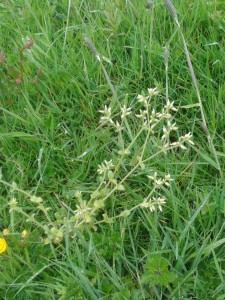 Chickweed