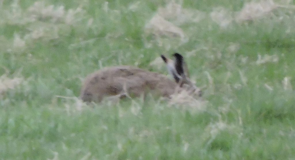 Brown Hare