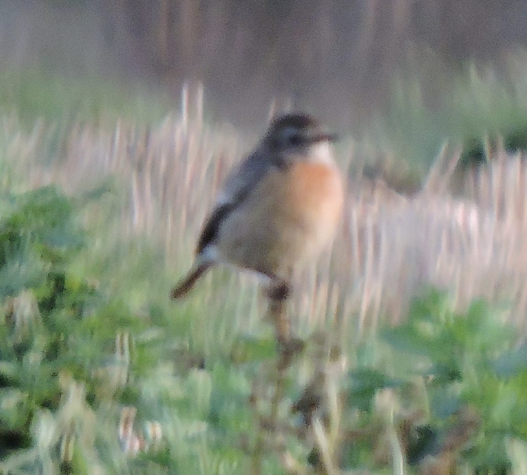 Female Redwing