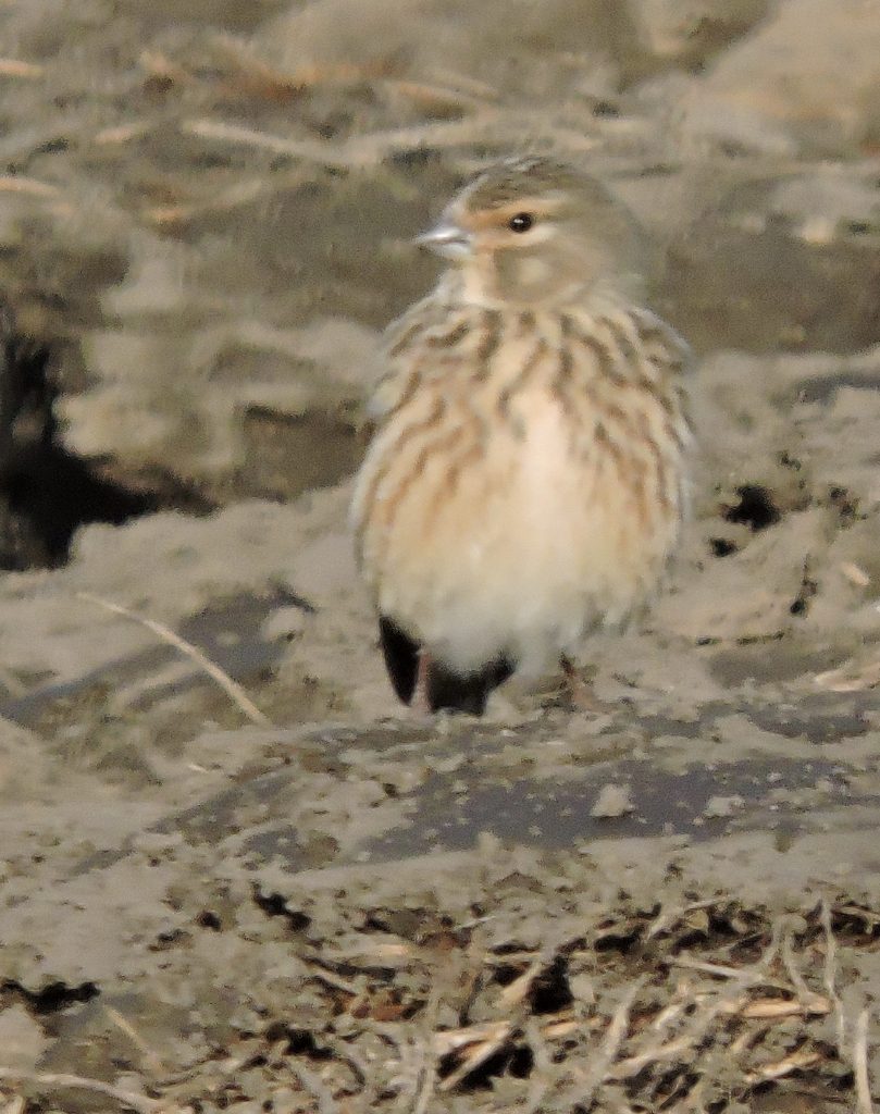 Linnet in Field