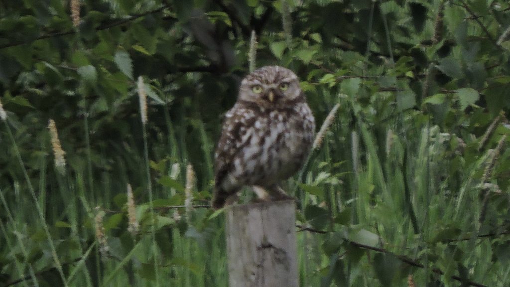 Little Owl standing on post