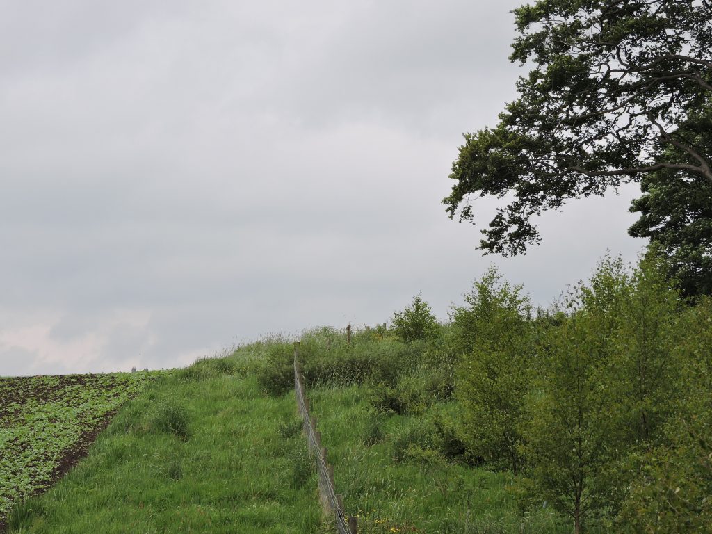 Little owl seen in the distance on post