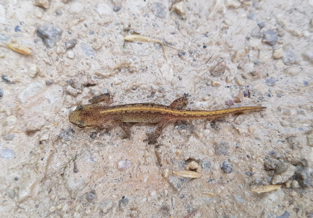 Small newt