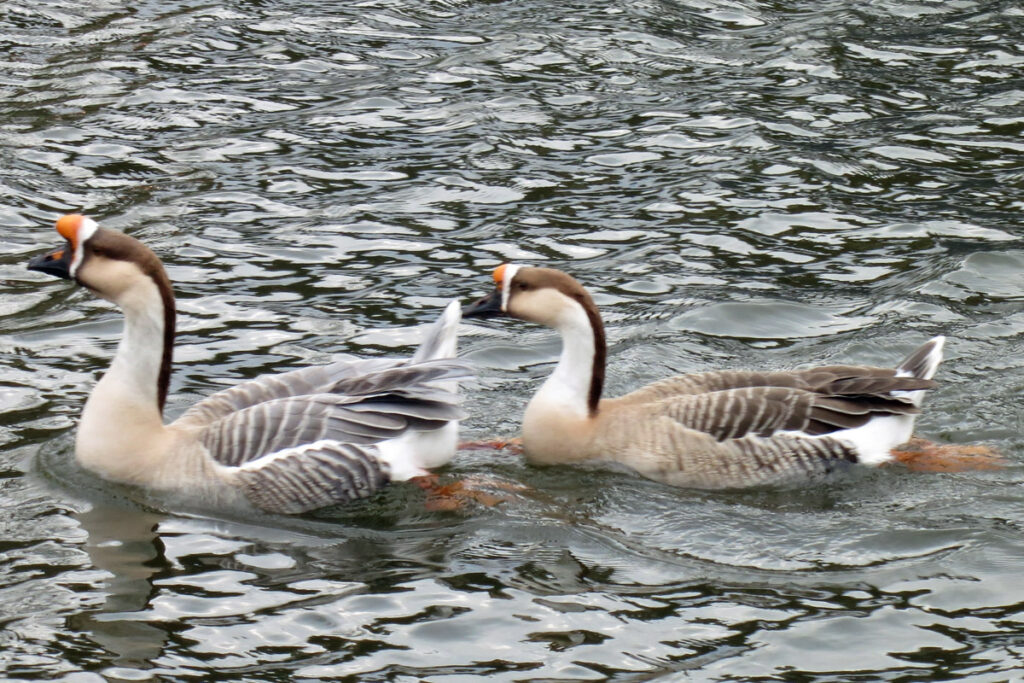 Two unidentified visitors in the canal