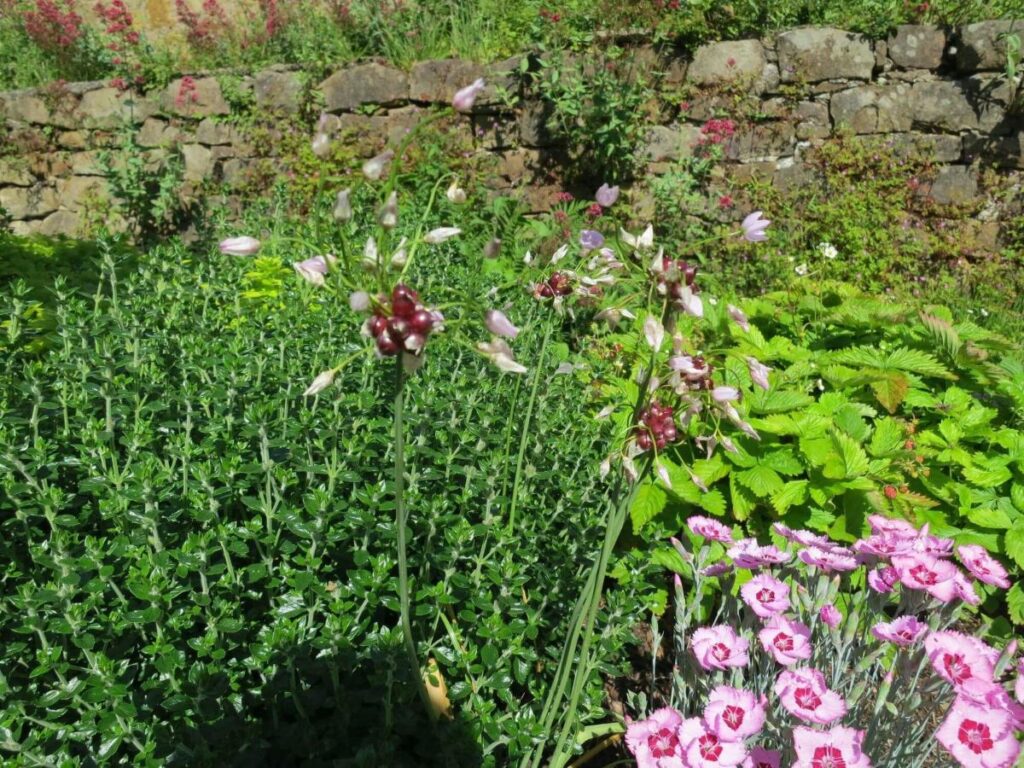 Plants and flowers in the raised beds at the Triangle