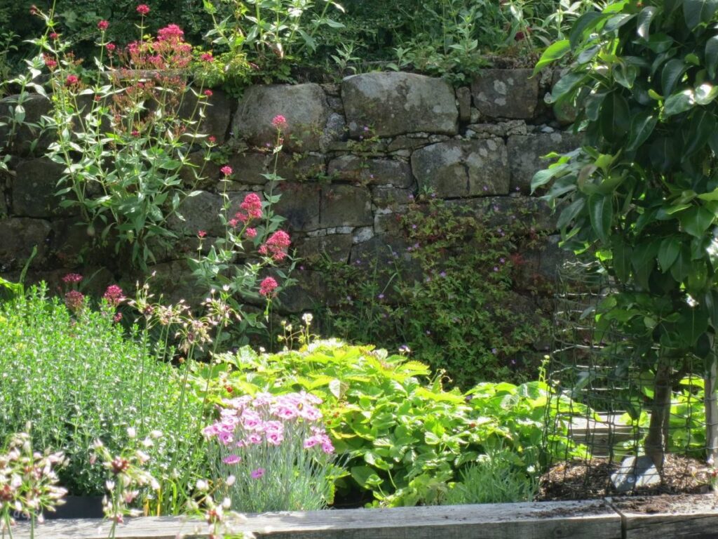 Plants and flowers in the raised beds at the Triangle