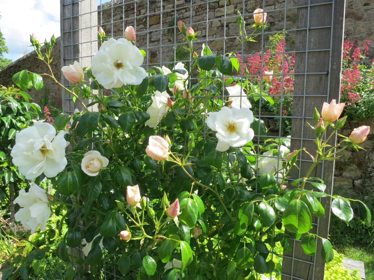 Plants and flowers in the raised beds at the Triangle