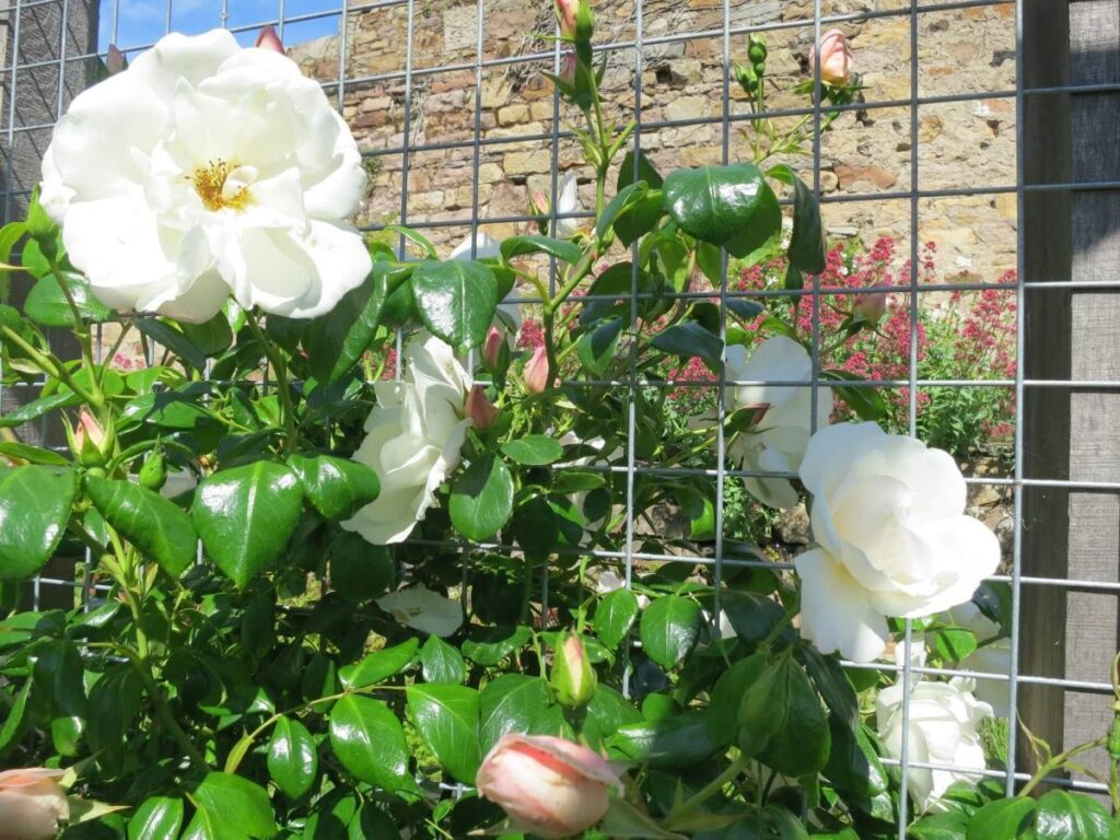 Plants and flowers in the raised beds at the Triangle