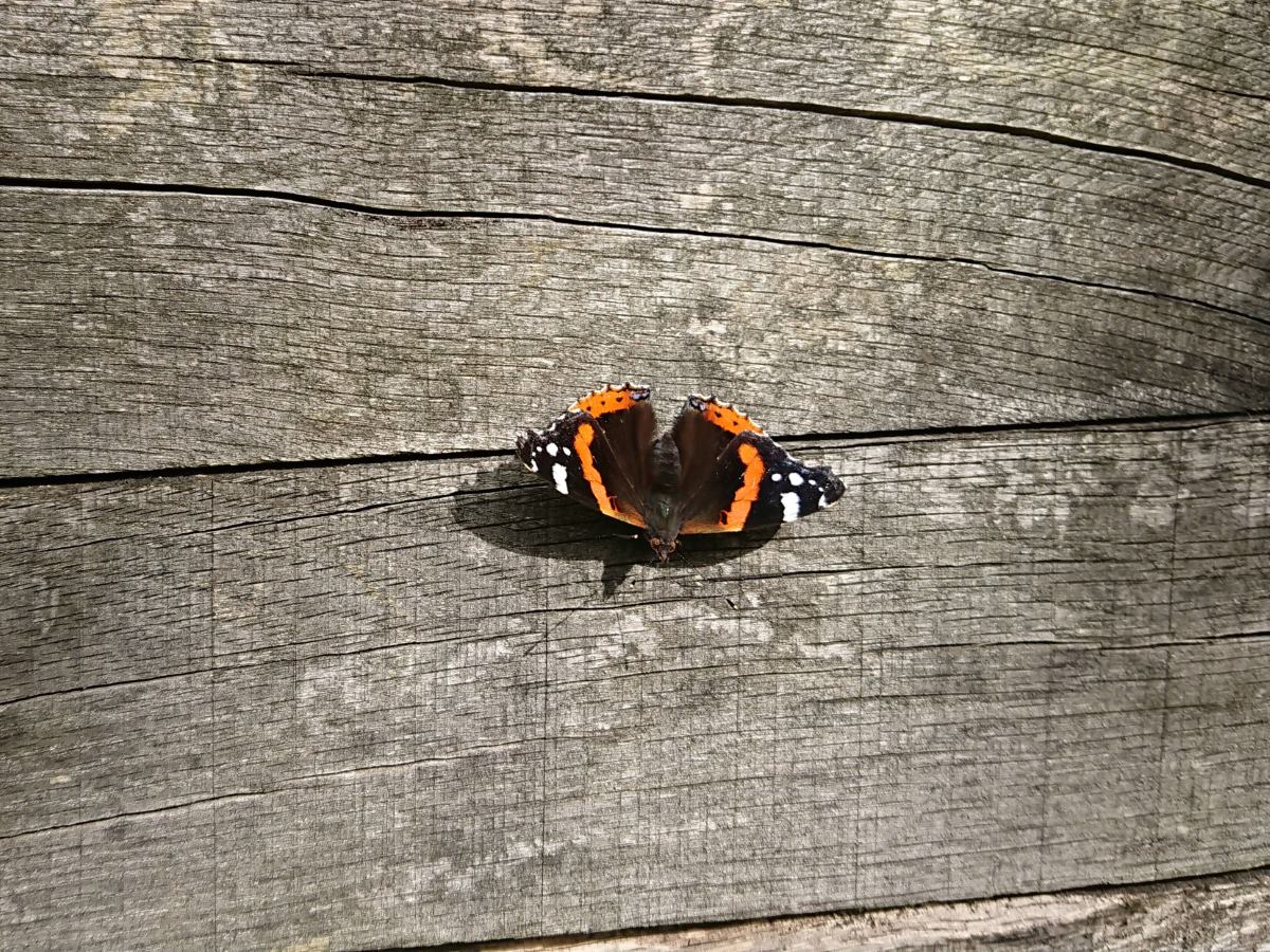 Butterfly on a wooden post