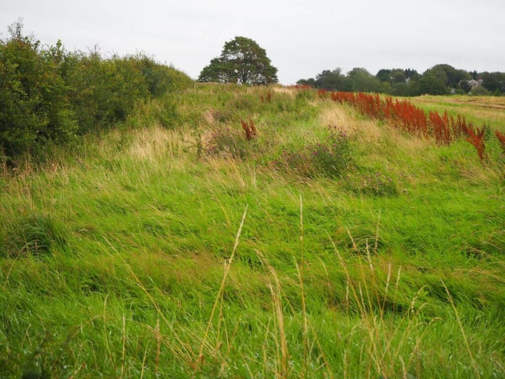 View25- Flora field margin with Natural England seed mix Album