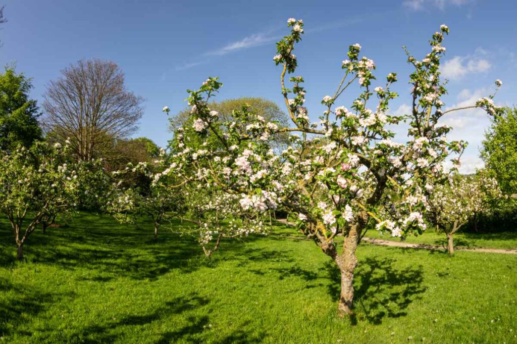 Blossom on the fruit trees in Fairfield Orchard, May 2023