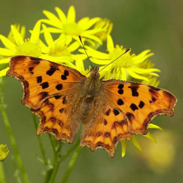 Comma Butterfly