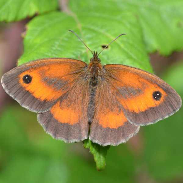 Gatekeeper Butterfly