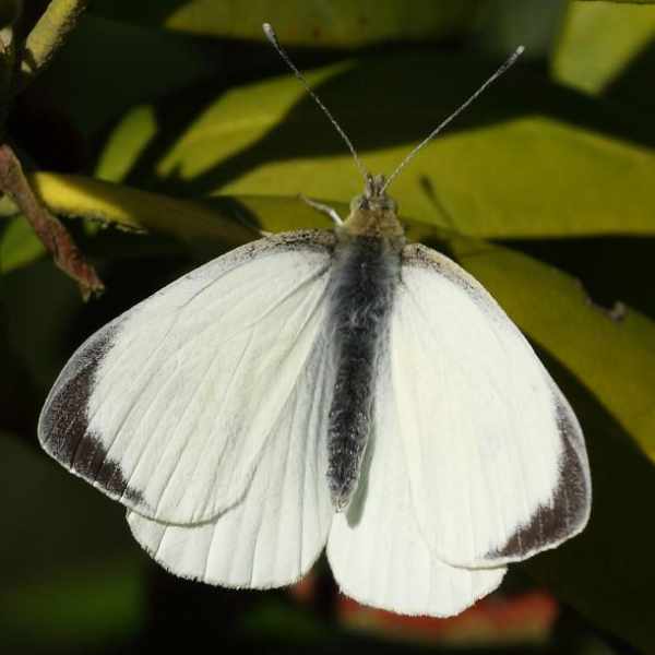 Large White Butterfly