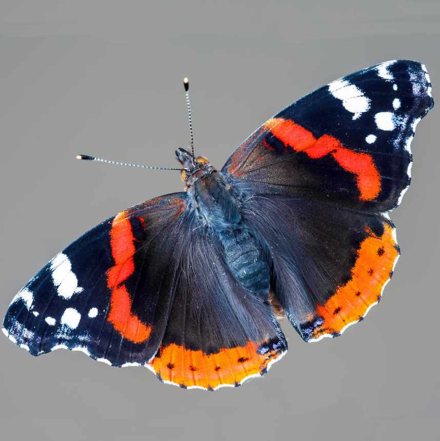 Red Admiral Butterfly