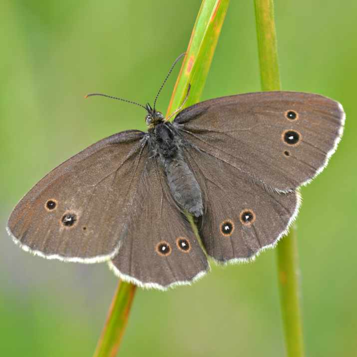 Ringlet Buttefly