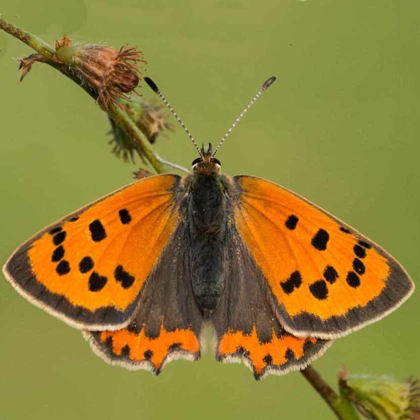 Small Copper Butterfly