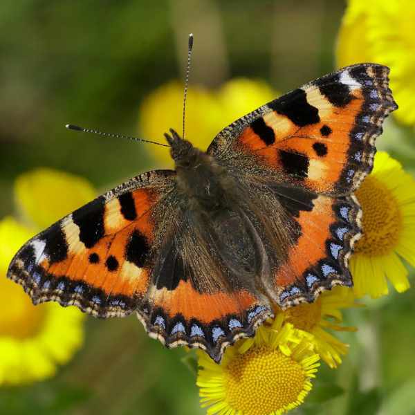 Small Tortoiseshell