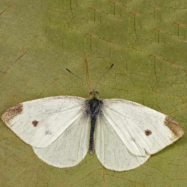 Small White Butterfly