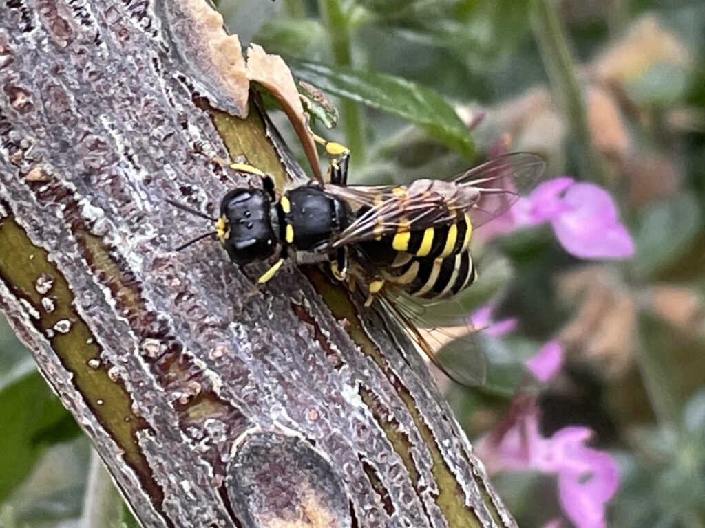 Digger Wasp attacking hoverfly