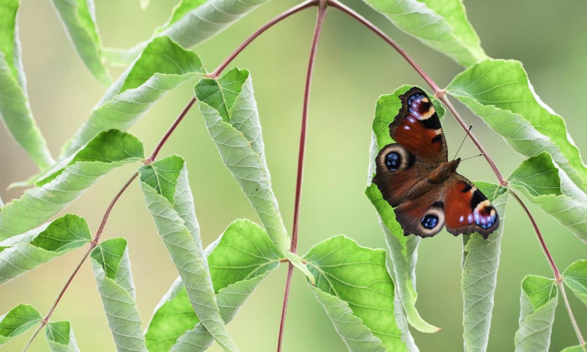 Butterfly on a leaf