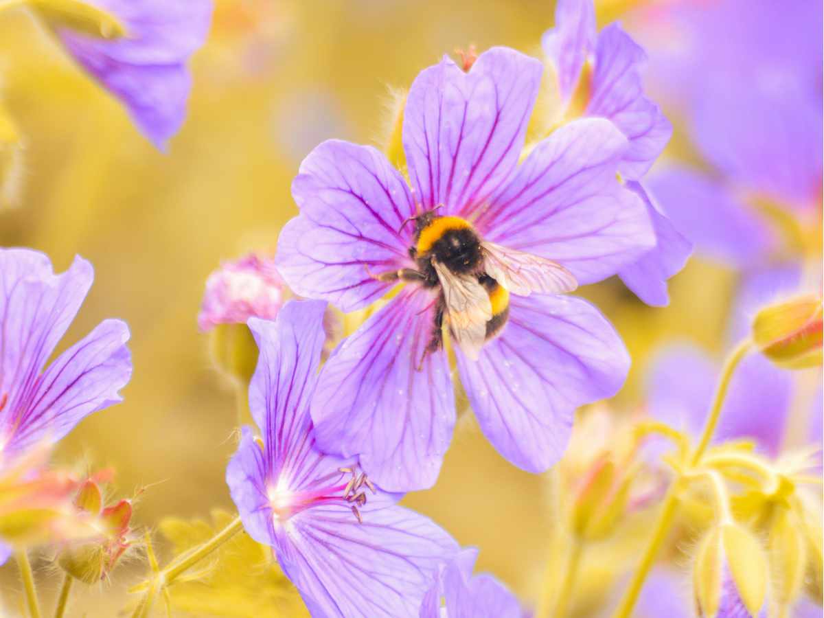 Bee on flower