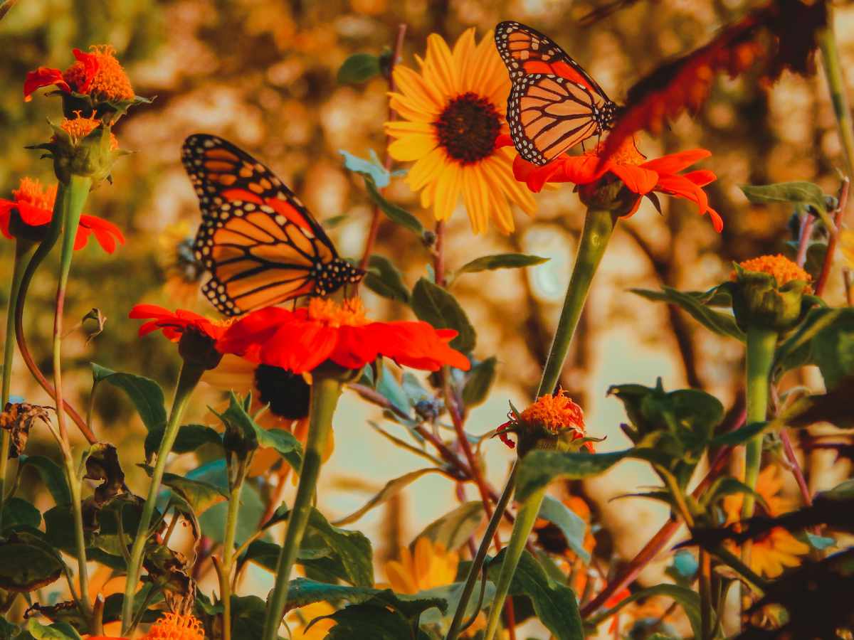 Monarch butterfly on a flower