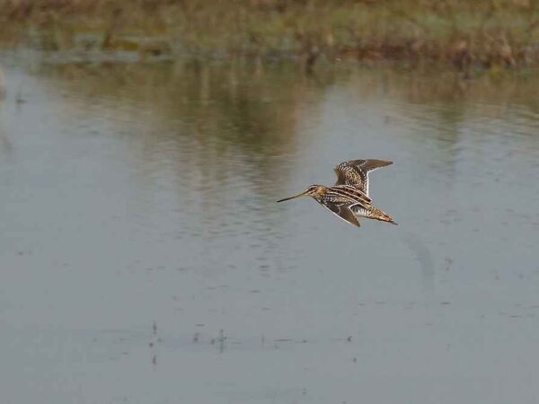 Common Snipe