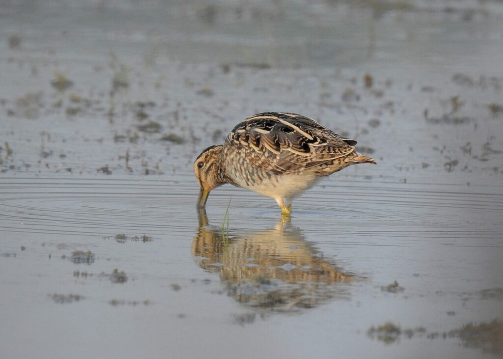 Common Snipe