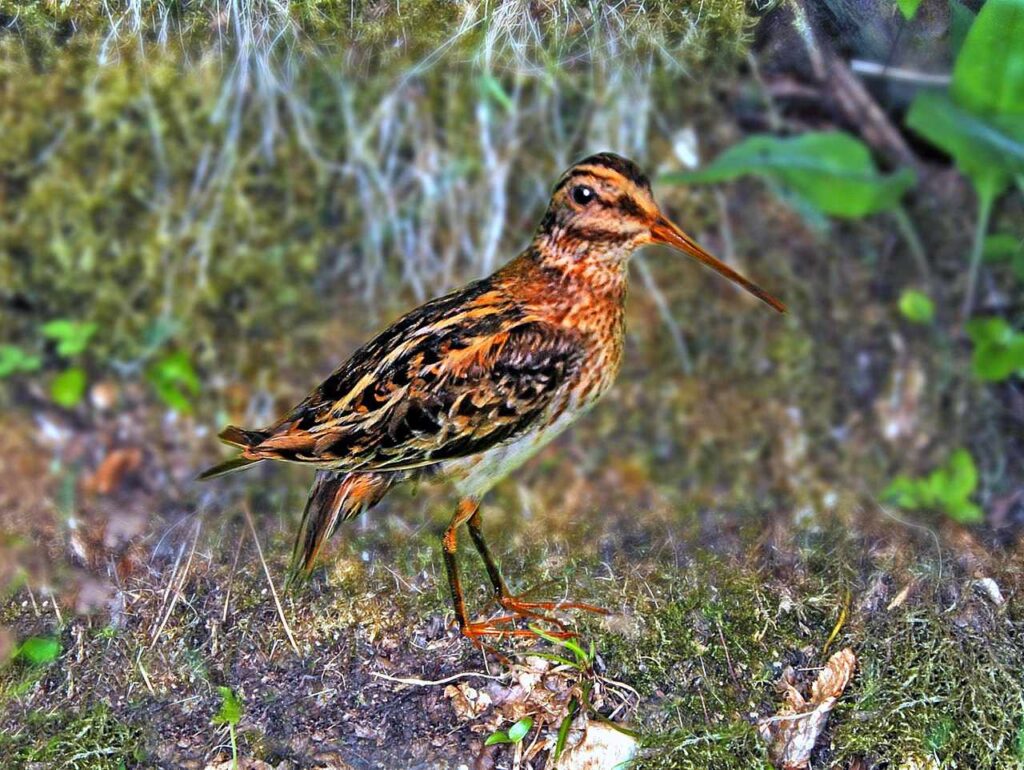 Jack Snipe