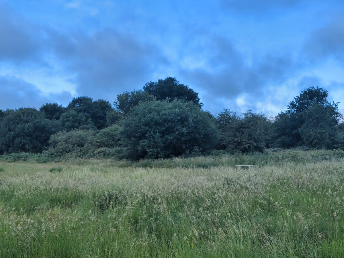 Freemans Wood Volunteer Day