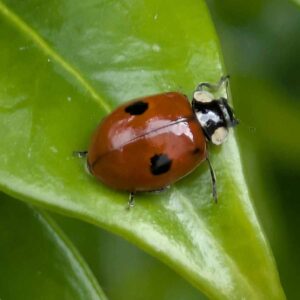 2-Spot Ladybird