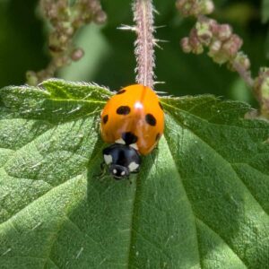 7-Spot Ladybird