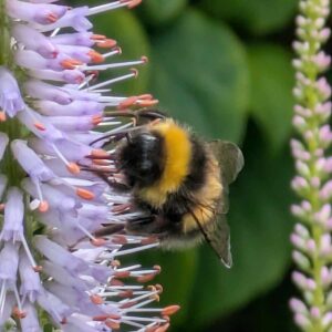 Bumble Bee 